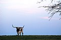 Picture Title - Longhorn 