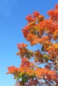 Picture Title - Fiery Foliage