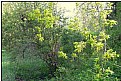 Picture Title - spring bush