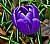 big blue crocus 