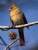 Female Cardinal