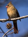 Picture Title - Female Cardinal