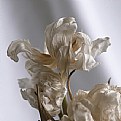 Picture Title - white tulips