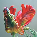 Picture Title - parrot tulip