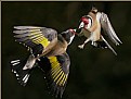 Picture Title - Goldfinches in Flight