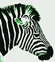 Picture Title - Green Zebra