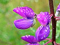 Picture Title - Purple In The Rain