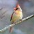 Cardinal on a limb