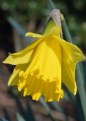 Picture Title - Daffodil 