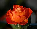 Picture Title - The Beauty Of A Rose