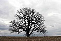 Picture Title - Oak tree II