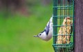 Picture Title - Spring Nuthatch 2016