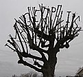 Picture Title - Imageoplis Tree