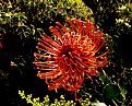 Protea Pincushion