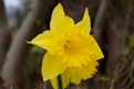 Picture Title - Daffodil