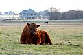 Picture Title - Red Angus Bull