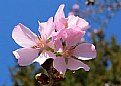 Picture Title - Cherry in the Spring