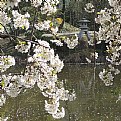 Picture Title - cherry blossom