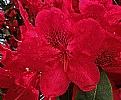 Picture Title - Rhododendrons Are In Bloom