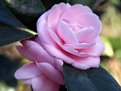 Picture Title - Double Camelia