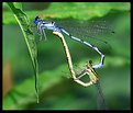 Picture Title - Dragonfly Mating