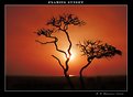 Picture Title - Flaming Sunrise