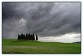 Picture Title - Bunch of cypresses under the grey