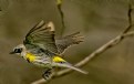 Yellow-rumped warbler