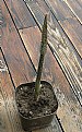 Picture Title - Amorphophallus Top