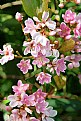 Picture Title - Small Pink Blossoms