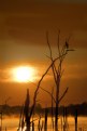 Picture Title - Enjoying the Sunrise