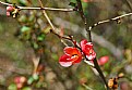 Picture Title -  wild quince - on time