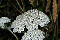 Picture Title - Queen Ann's Lace