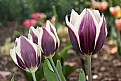Picture Title - Spring Tulips
