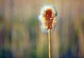 Picture Title - Marsh Vegetation