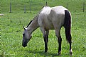 Picture Title - #horse
