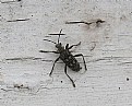 Picture Title - Rhagium inquisitor