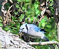 Picture Title - Bluejay