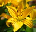 Picture Title - Yellow Lilies
