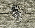 Picture Title - Polianeas oreganus
