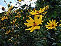 Yellow flowers