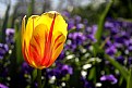 Picture Title - Tulip