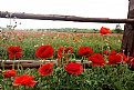 Picture Title - Poppies