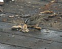 Picture Title - White Cap Sparrow