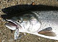 Picture Title - Cutthroat Trout