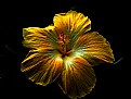 Picture Title - The Flowing Hibiscus