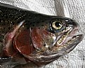 Picture Title - Redband Trout