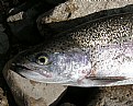 Picture Title - Trout Head
