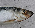 Picture Title - Pacific Herring