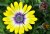 African Daisy